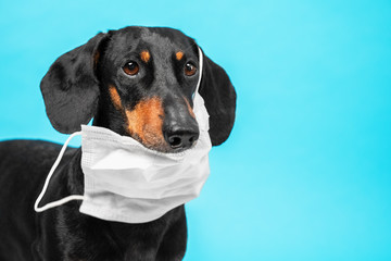 Portrait of a sick Dachshund dog, black and tan, wearing white antivirus medical mask on a blue...