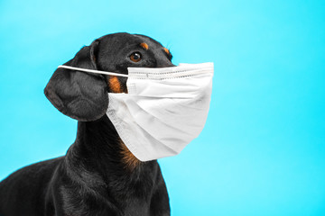 Portrait of a cute sick Dachshund dog, black and tan, wearing white medical mask on a muzzle on a...