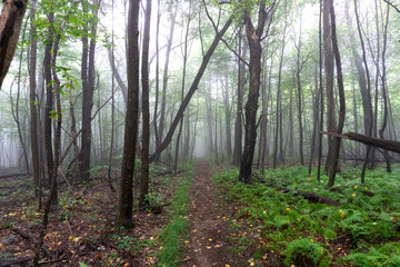 Fototapeta premium Foggy forest path