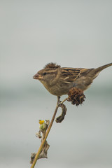 Cute sparrow in the beach