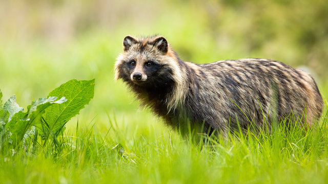 Side view of a surprised raccoon dog, nyctereutes procyonoides, standing in wilderness in summer. Cute wild animals with eyes and ears in natural environment.