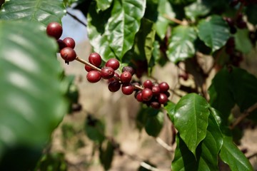 arabica coffee bean on coffee tree . 