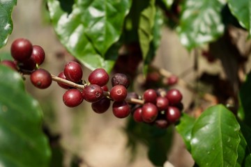 red berries coffee beans on coffee tree.   