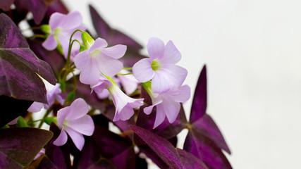 Pink delicate oxalis flowers are triangular among purple leaves_