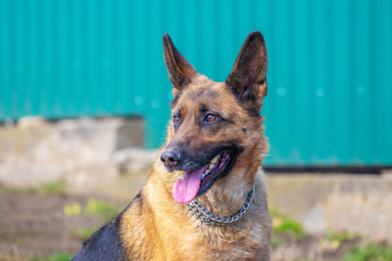 Portrait of a German Shepherd dog looking away_