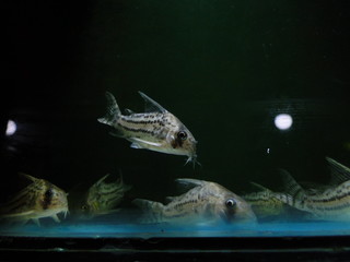 corydora