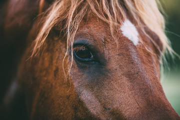 Pferd, reiter