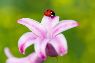 Ladybug and flower on sun