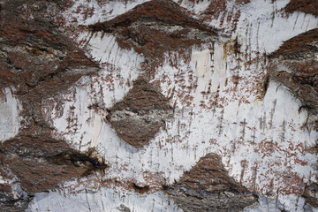 Birch bark close-up. Silver bark texture. Abstract background