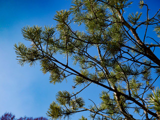 Coniferous branches on a background of blue sky, Pissouri, Cyprus