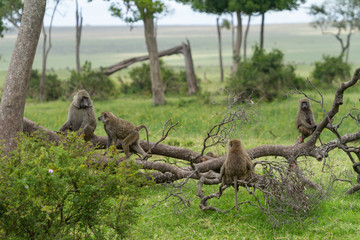 Family of baboons sitting on a fallen tree branch in a green field