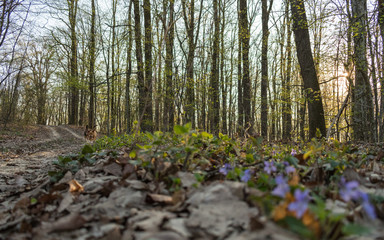 Obraz na płótnie Canvas spring in the forest