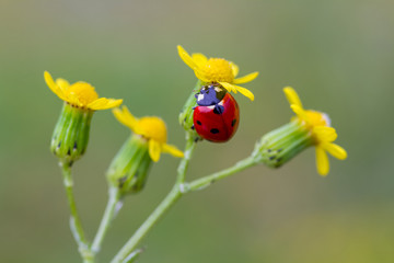 ladybug sits on a flower
