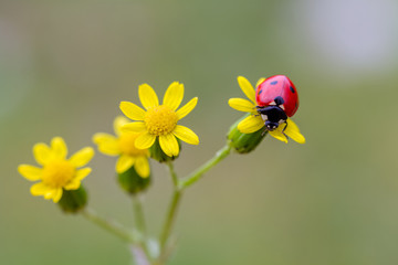 ladybug sits on a flower