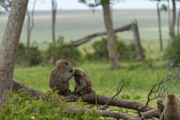 Monkeys grooming each other on a fallen branch in a green pasture
