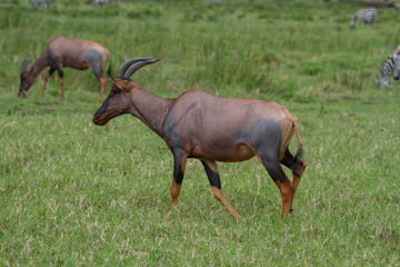 Topi Antelope walking through a field