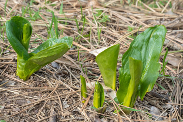 Sprouts of young plants. Spring forest. The young shoots of trees, shrubs and flowers. Close up, soft focus.