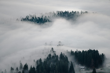 brouillard en forêt
