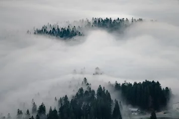 Afwasbaar Fotobehang Mistig bos fog in forest