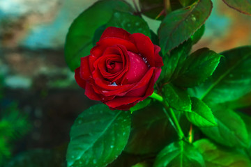 Red Dutch rose Bush with water droplets