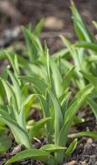 Obraz premium Sprouts of young plants. Spring forest. The young shoots of trees, shrubs and flowers. Close up, soft focus.
