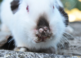 Sick rabbit for myxomatosis © orestligetka