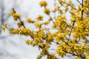 Laburnum covered in snow