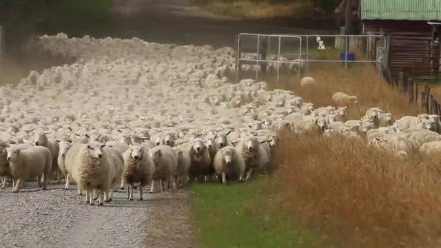 Sheep herd moving towards us