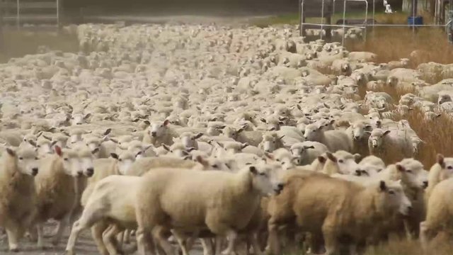 shepherd dogs moving a sheep herd to new pastures