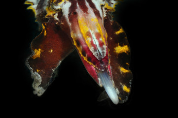 Hunting flamboyant cuttlefish