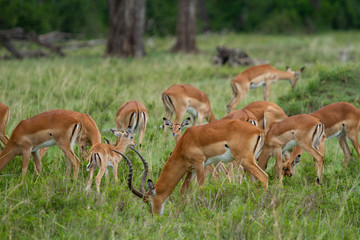 Herd of Impalas in wooded field