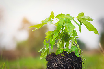 Green vegetation, long roots, planted in green fields