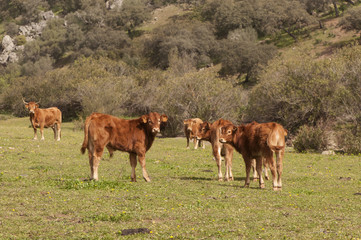Fototapeta na wymiar Spring pastures in meadow in Andalusia with cows steers calves and bull in daylight