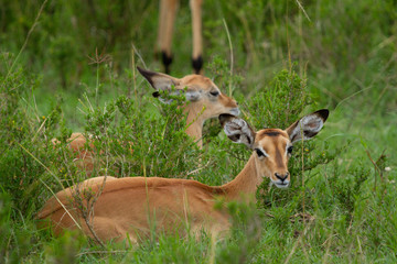 Naklejka na ściany i meble Herd of Impalas in wooded field