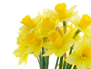 bouquet of daffodils flowers