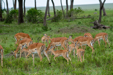 Herd of Impalas in wooded field