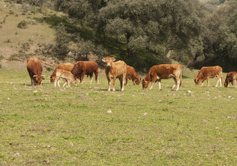 Naklejka na ściany i meble Spring pastures in meadow in Andalusia with cows steers calves and bull in daylight