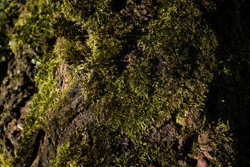 close up shot of a tree bark covered in moss with a lot of contrast, natural lighting and accurate lifelike colors