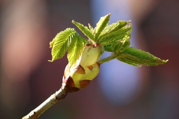 Knospe und Blätter einer Kastanie