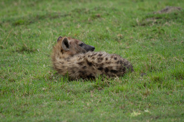Hyena cub laying in grass