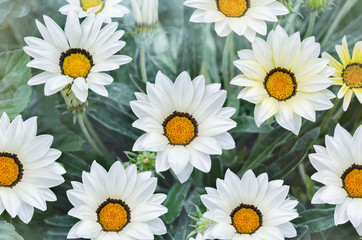 White Gazania blooming in the summer garden. Selective focus