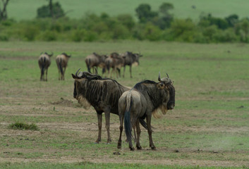 Wildebeest