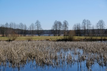 Backwaters covered with reeds all around Trzechowskie Lake on a sunny day. Bory Tucholskie, Poland