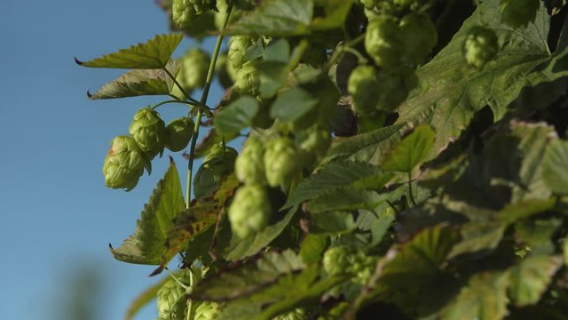 Hopfenernte Hallertau in Bayern