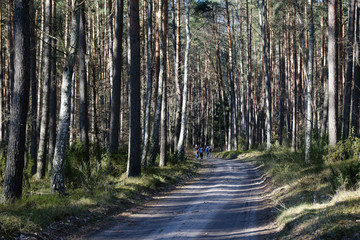 A forest road - the shadows of the trees create an interesting striped pattern on the road.