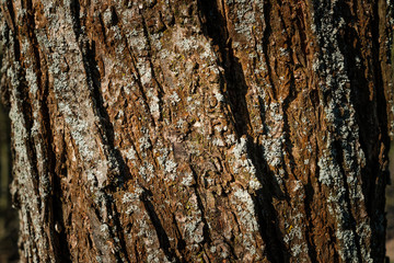 close up shot of a tree bark with a lot of contrast, natural lighting and accurate lifelike colors