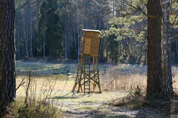 Hunting pulpit on a meadow among trees in the forest, lit by the sun.