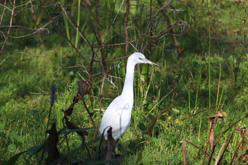 White Egret