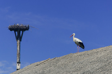 bird, sky, flying, flight, fly, blue, nature, animal, wings, wildlife, seagull, pelican, stork, white, wing, wild, beak, feather, birds, gull, swan, freedom, feathers, avian, animals