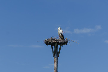 bird, sky, flying, flight, fly, blue, nature, animal, wings, wildlife, seagull, pelican, stork, white, wing, wild, beak, feather, birds, gull, swan, freedom, feathers, avian, animals